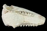 Fossil Oreodont (Merycoidodon) Mandible - Wyoming #143850-1